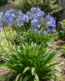 African Lily Seeds Agapanthus Umbellatus Perennial Flowers