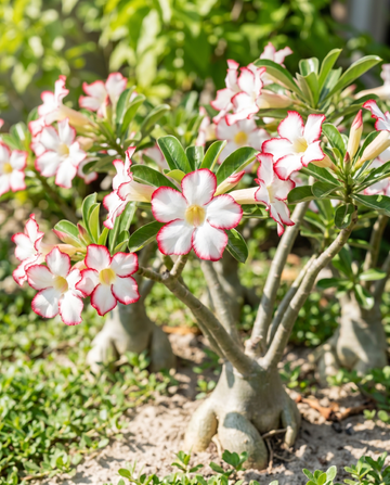 Desert Rose Blühende Sukkulente (Adenium obesum) – Blumensamen von SeedsChoice