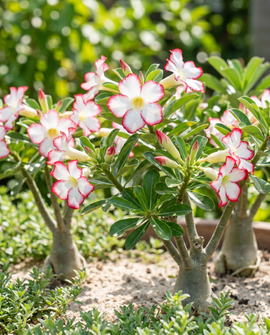 Desert Rose Seeds Adenium Obesum Flowering Succulent