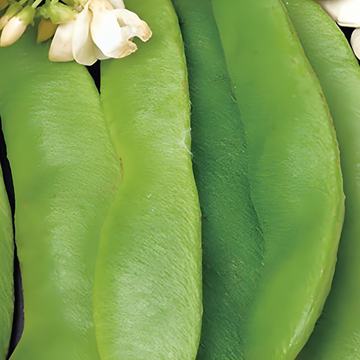 Runner Bean Large Seeded 100g seeds (Phaseolus coccineus) – annual vegetable