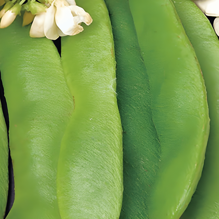 Runner Bean Large Seeded 100g seeds (Phaseolus coccineus) – annual vegetable