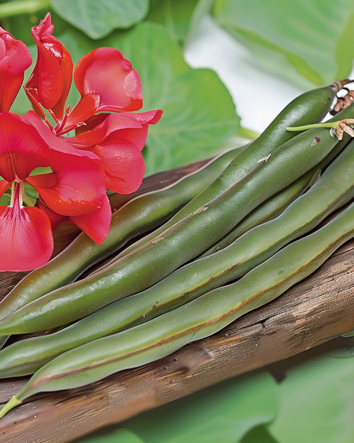 Runner Bean Streamline 100g seeds (Phaseolus coccineus) – annual vegetable
