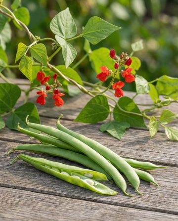 Runner Bean Streamline 100g (Phaseolus coccineus) – annual vegetable seeds from SeedsChoice