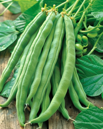 Runner Bean Emergo Stringless 100g seeds (Phaseolus coccineus) – annual vegetable