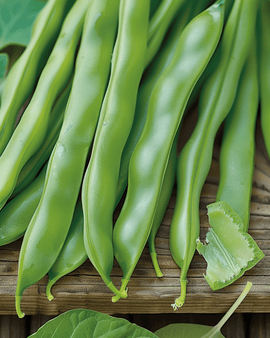 Climbing Bean Seeds Raadsheer Phaseolus Vulgaris Annual 100g