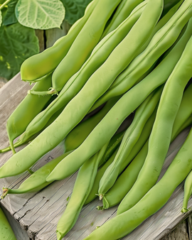 Dwarf Bean Seeds Admires Phaseolus Vulgaris Annual Vegetable