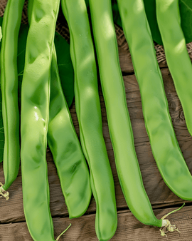 Pole Beans Neckarkönigin Seeds Phaseolus Vulgaris Annual 100g