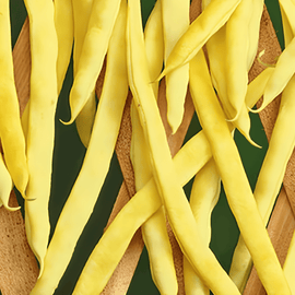 Climbing French Bean Seeds Neckargold Phaseolus Vulgaris Annual 100g