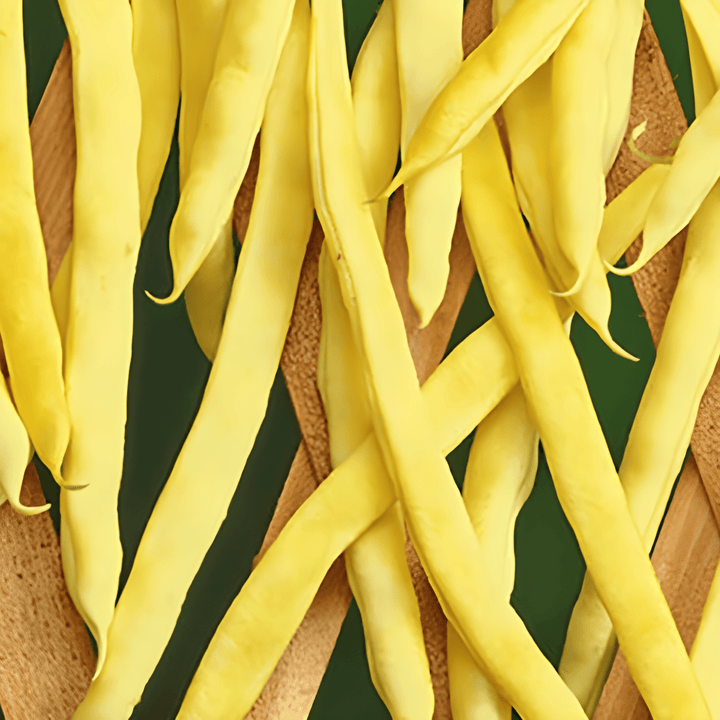 Stangenbohne Neckargold 100g Samen (Phaseolus vulgaris) – einjährige Kletterpflanze