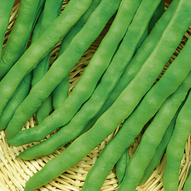 Pole Bean Seeds Terli Phaseolus Vulgaris Annual 100g