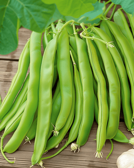 Pole Bean Seeds Overvloed Phaseolus Vulgaris Annual 100g