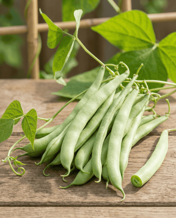 Climbing French Bean Westlandse 100g (Phaseolus vulgaris) – annual climber seeds from SeedsChoice