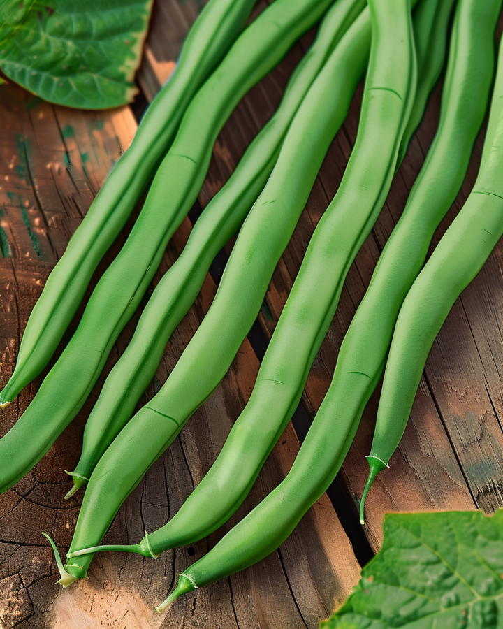 Buschbohne Dawson 50g Samen (Phaseolus vulgaris) – einjähriges Gemüse