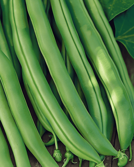 Bush Beans Kylian Seeds Phaseolus Vulgaris Annual 50g