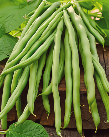 Buschbohne Delinel Samen (Phaseolus vulgaris) – einjähriges Gemüse