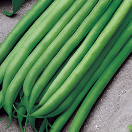 Buschbohnensamen Argus Phaseolus Vulgaris einjährig 50g