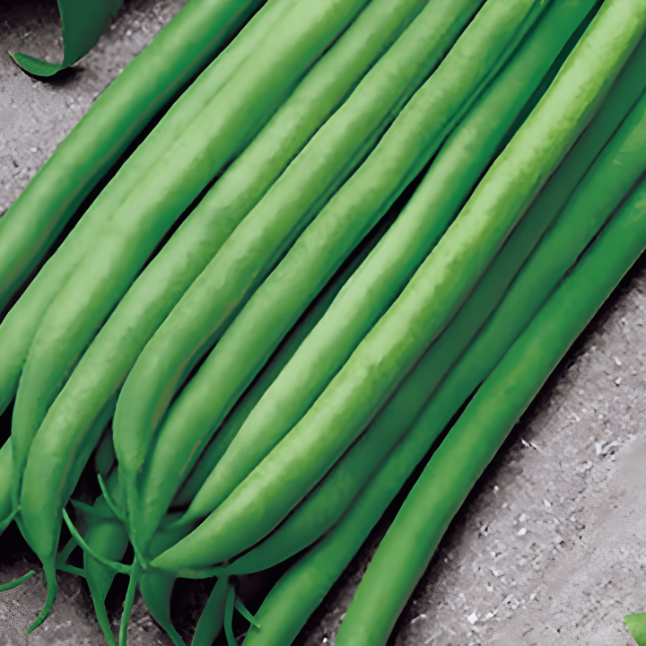 Dwarf Bean Argus 50g seeds (Phaseolus vulgaris) – annual vegetable