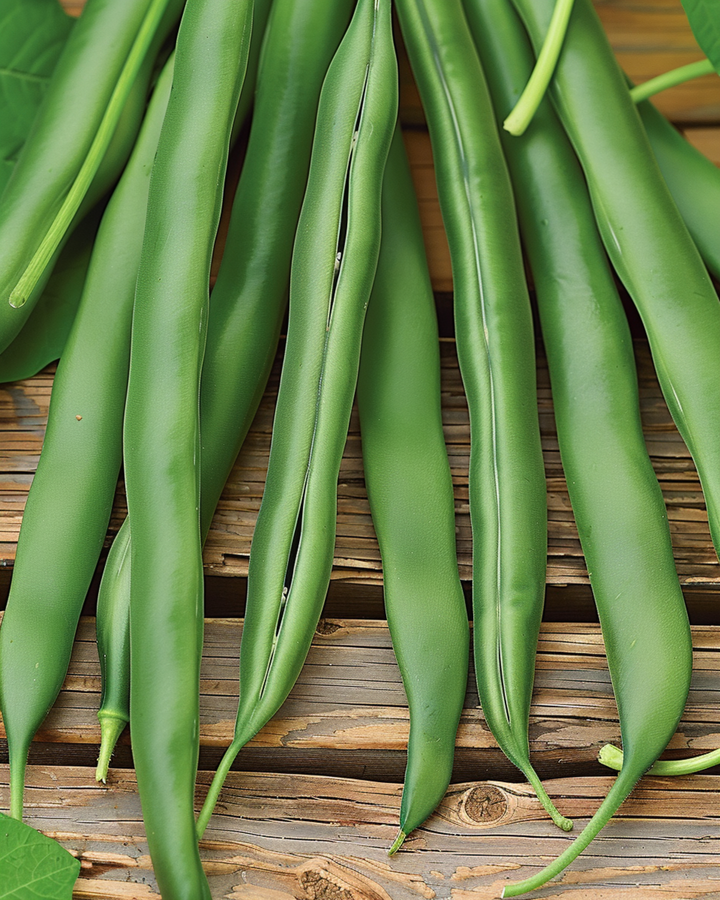 Buschbohne Domino Samen (Phaseolus vulgaris) – einjähriges Gemüse