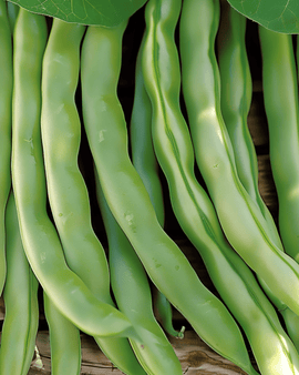 Buschbohnensamen Record Phaseolus Vulgaris einjährig 100g