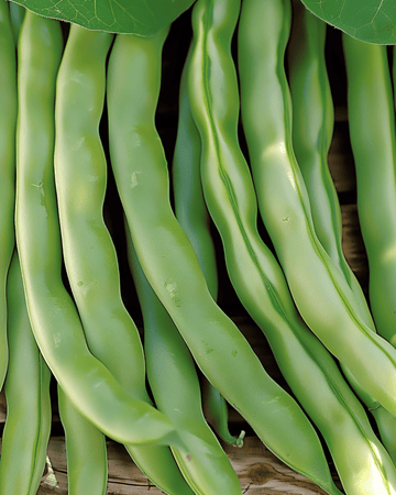 Dwarf Beans Record 100g seeds (Phaseolus vulgaris) – annual vegetable