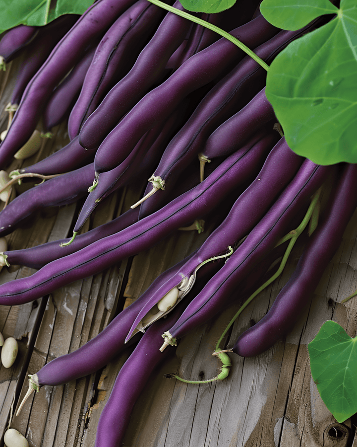 Dwarf Bean Purple Queen seeds (Phaseolus vulgaris) – annual vegetable