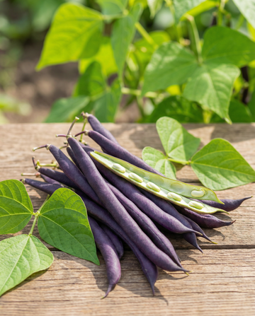 Dwarf Bean Purple Queen (Phaseolus vulgaris) – annual vegetable seeds from SeedsChoice