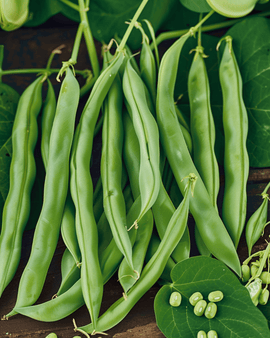 Buschbohnensamen Processor Phaseolus Vulgaris einjährige Sorte 100g