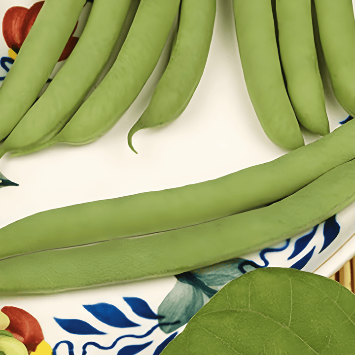 Dwarf Bean Saxa Of Limburgse seeds (Phaseolus vulgaris) – annual vegetable