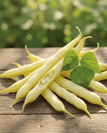 Buschbohnen Gondola 100g (Phaseolus vulgaris) – einjährige Gemüsesamen von SeedsChoice