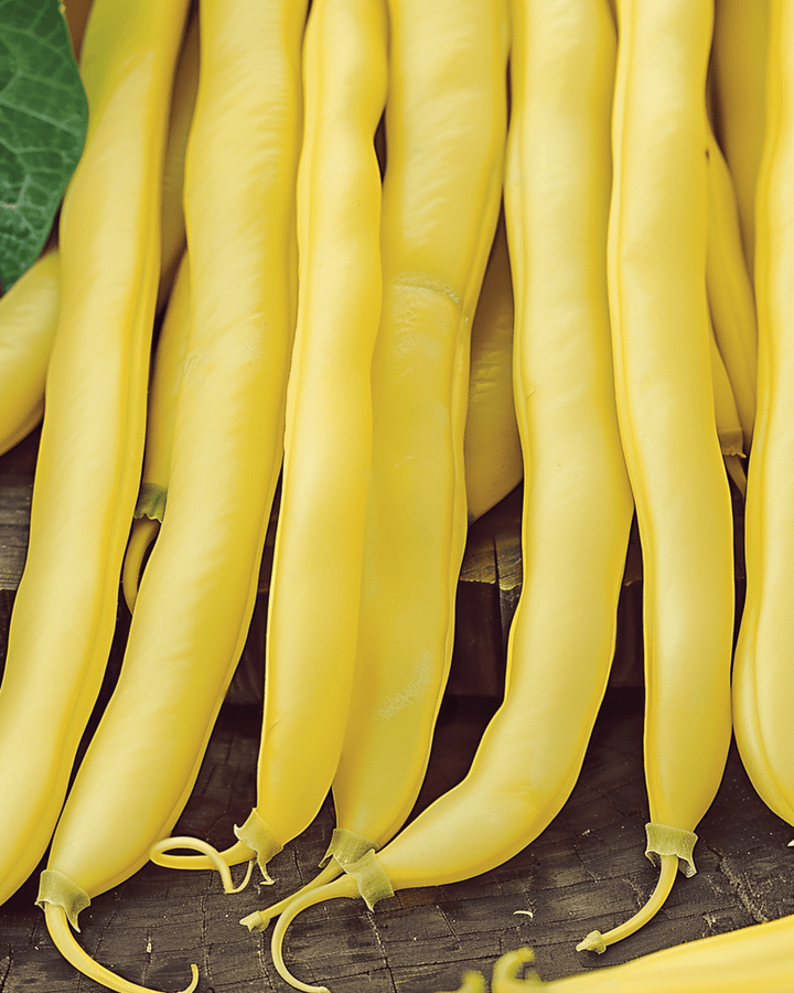 Dwarf Bean Goldplay seeds (Phaseolus vulgaris) – annual vegetable