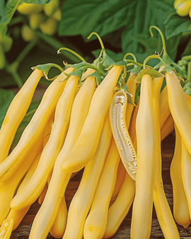 Dwarf French Bean Seeds Orinoco Phaseolus Vulgaris Annual Variety