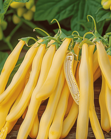 Buschbohne Orinoco Samen (Phaseolus vulgaris) – einjähriges Gemüse
