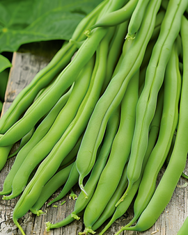 Dwarf Bean Seeds Opera Phaseolus Vulgaris Annual Variety
