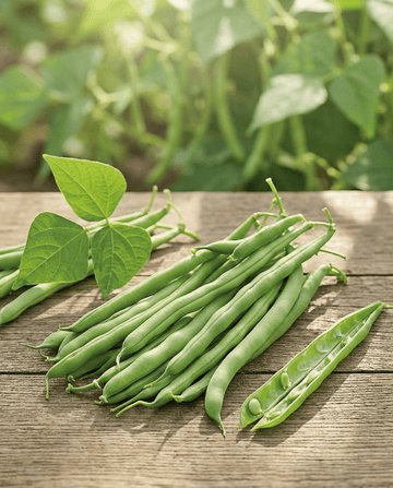 Dwarf Bean Opera (Phaseolus vulgaris) – annual vegetable seeds from SeedsChoice