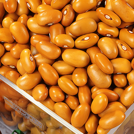 Bush Bean Seeds Brown Dutch Phaseolus Vulgaris Annual 100g