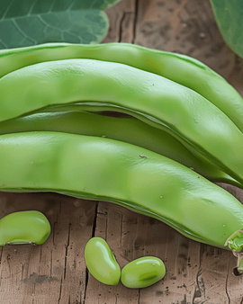 Broad Bean Seeds Major Vicia Faba Annual Variety