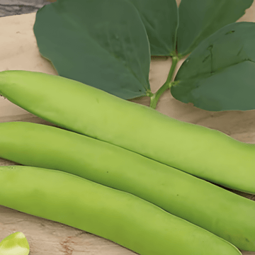 Broad Bean Threefold White 100g seeds (Vicia faba) – annual vegetable
