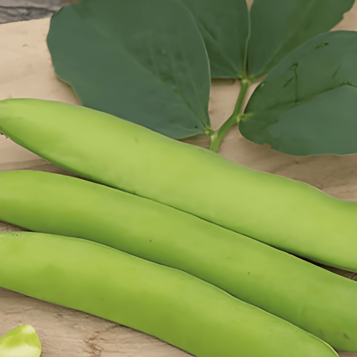 Broad Bean Threefold White 100g seeds (Vicia faba) – annual vegetable