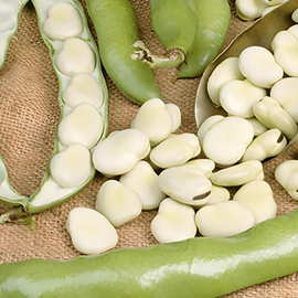 Broad Bean Seeds Leidse Hangers Vicia Faba Annual