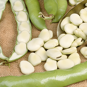 Ackerbohne Leidse Hangers Samen (Vicia faba) – einjähriges Gemüse