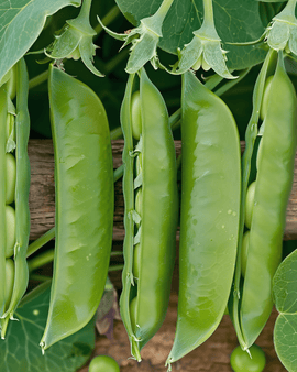 Pea Seeds Prince Albert Pisum Sativum Annual Variety 100g