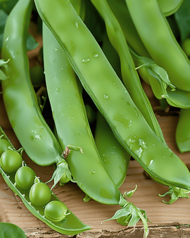 Peas Kermesse Seeds Pisum Sativum Annual