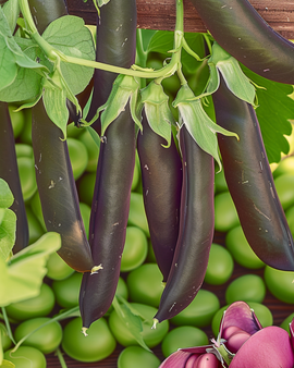 Peas Seeds Ezethas Krombek Blauwschok Pisum Sativum Annual