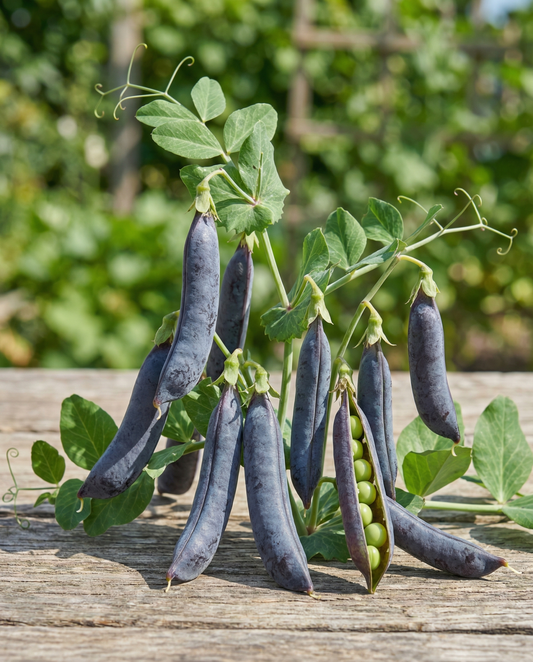 Peas Ezethas Krombek Blauwschok (Pisum sativum) – annual vegetable seeds from SeedsChoice