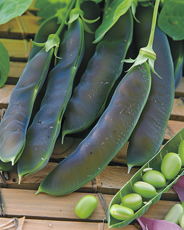 Peas Désirée 100g seeds (Pisum sativum) – annual vegetable
