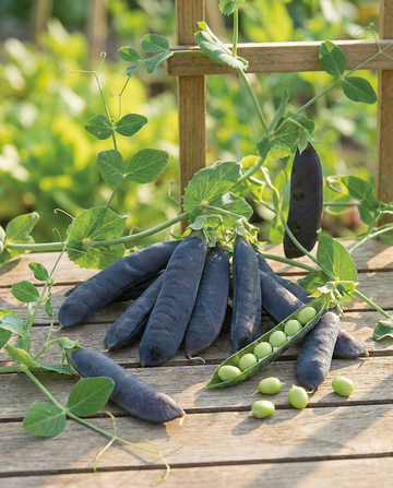 Peas Désirée 100g (Pisum sativum) – annual vegetable seeds from SeedsChoice