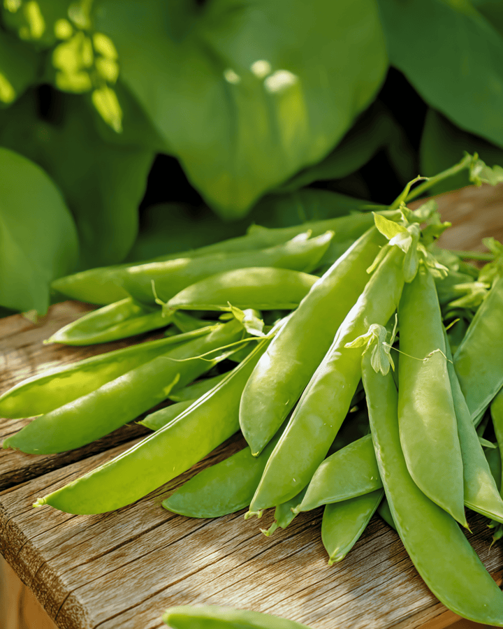 Sugar Pea Norli seeds (Pisum sativum) – annual vegetable