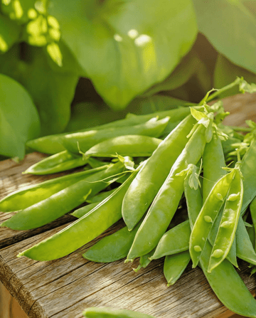 Zuckererbse Norli (Pisum sativum) – einjährige Gemüsesamen von SeedsChoice