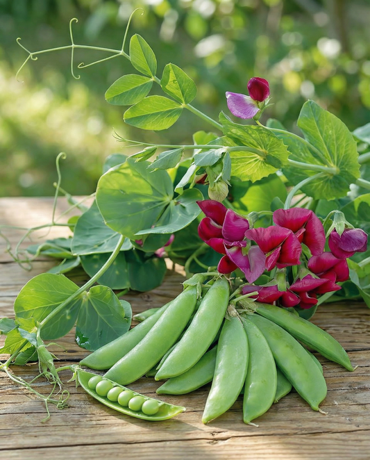 Sugar Peas Grijze Roodbloeiende Purple (Pisum sativum) – annual vegetable seeds from SeedsChoice