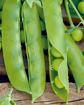 Sugar Pea Seeds Heraut Pisum Sativum Annual Variety